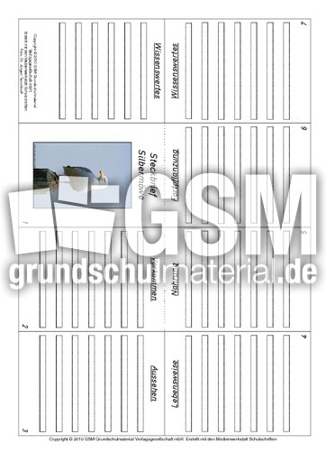 Faltbuch-Silbermöwe.pdf